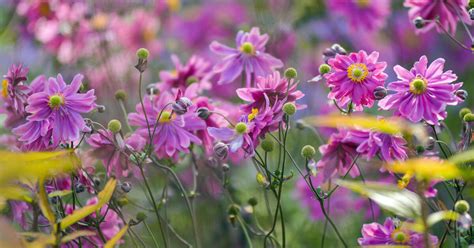 Ein charmantes Spätsommer-Herbst-Duo: Japanische Anemonen und Astern